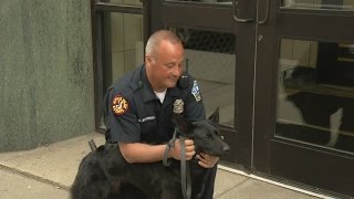 Dog is first female in K9 unit in more than 20 years