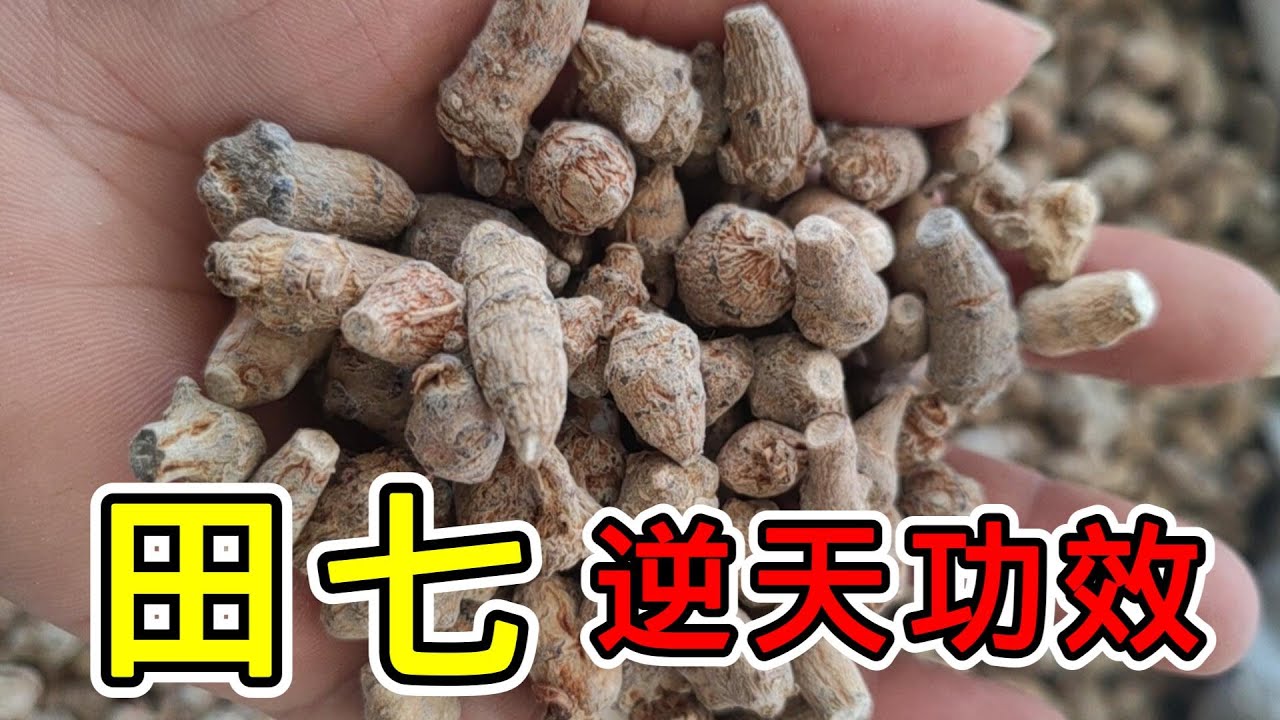 不可思議的田七,它有哪些逆天功效?又有哪些禁忌呢? - YouTube