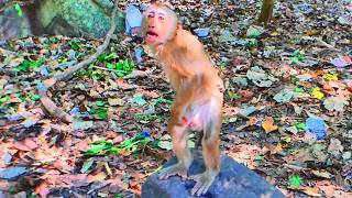 Cute Monkey Standing On Two Legs Tinky Goes Viral