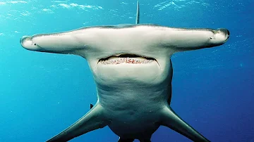 Pourquoi le grand requin marteau est en voie de disparition ?