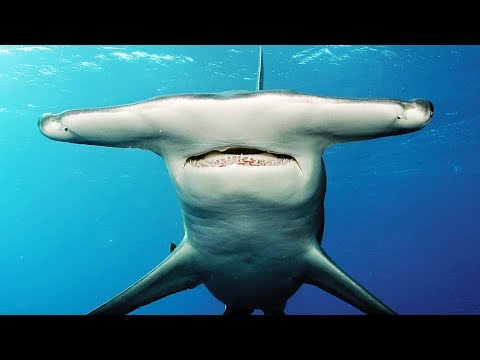 Vidéo: Est-ce qu'un requin marteau mangerait un humain ?