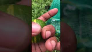Viral Jeruk Peras Cdanur Mas