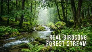 🌿 Drift by a Deep Forest Stream • Birdsong & Gentle Water • 3 Hours | Deep Relaxation