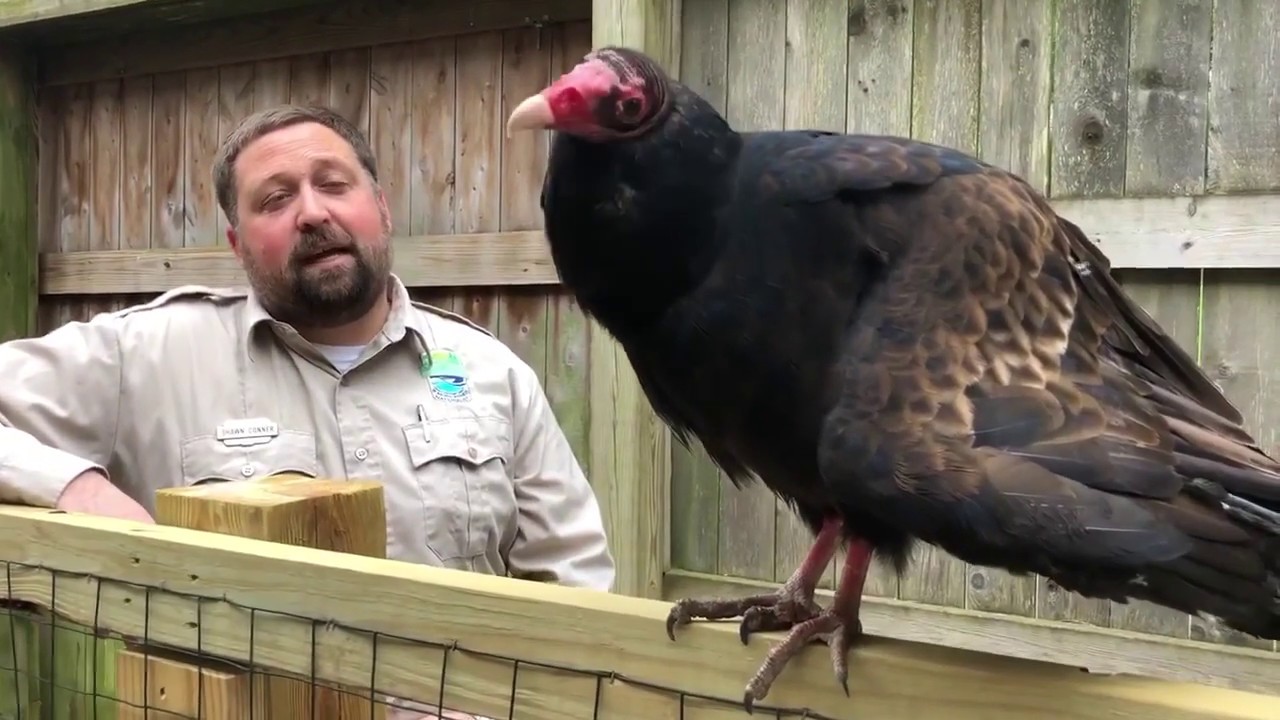 Turkey Vulture Eating