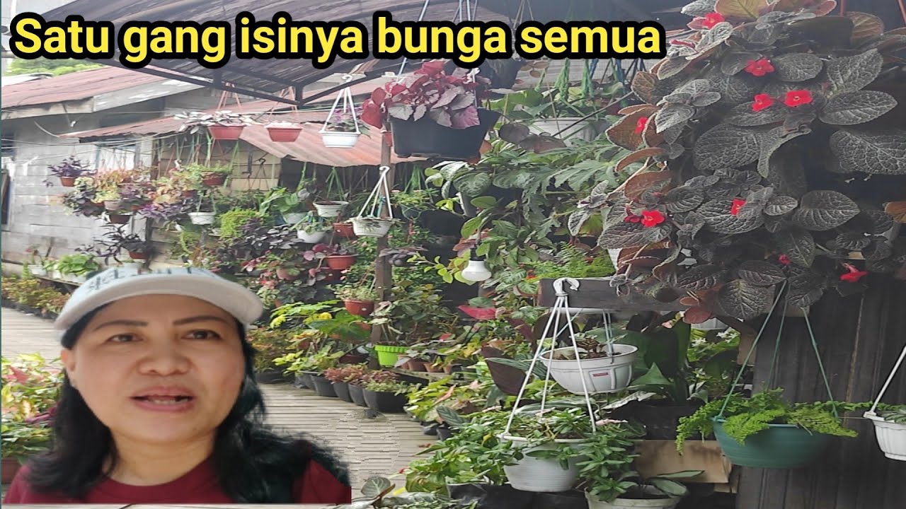 Mengunjungi gang  keluarga yang mengoleksi aneka jenis 