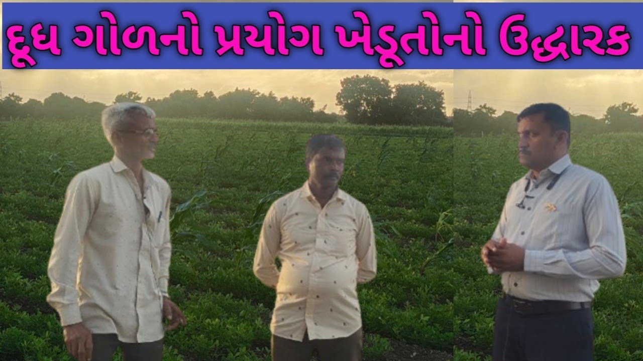 દૂધ ગોળનો પ્રયોગ ખેડૂતોનો ઉદ્ધારક..? મો 9726399699