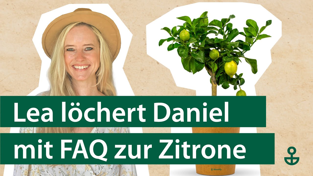 Djaruk -  🍋 Leckere Zitrone 🍋            (Leggere Zidrone)