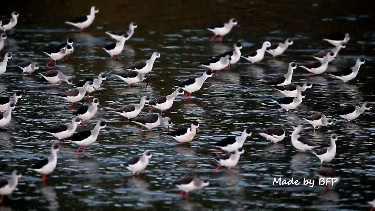 一群高蹺鴴 / Black-Winged Stilt 