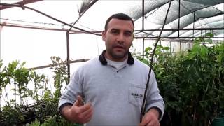 Ayva Fidanlarında Gübreleme Nasıl Olmalıdır Genel Bilgi