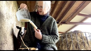 I tube-feed & help lamb suckle from her Ma & get caught in sleet storm by Zwartbles Ireland Suzanna Crampton 757 views 4 weeks ago 12 minutes, 59 seconds