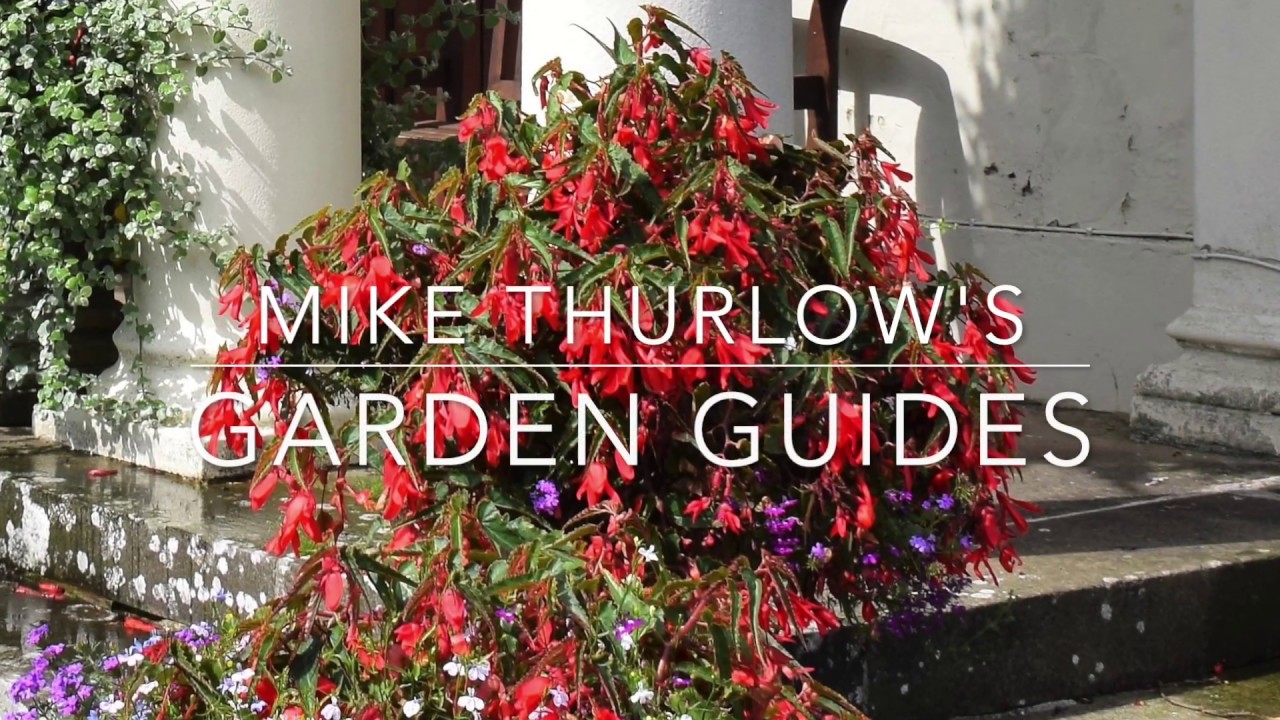 Begonias Cleaning Corms YouTube