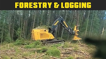 Tigercat Bunching With Skidder - Real Life Forestry & Logging - FDR Logging