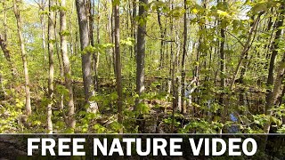 Free Nature Video No Copyright Free Stock Footage