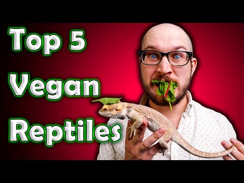 Top 5 Vegan Reptiles | Reptiles That Don't Eat Bugs or Rodents!