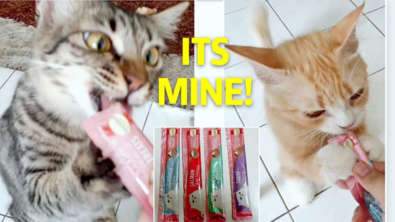 My Cats Favorite Treats! // Makanan Kesukaan Kucingku! YouTube