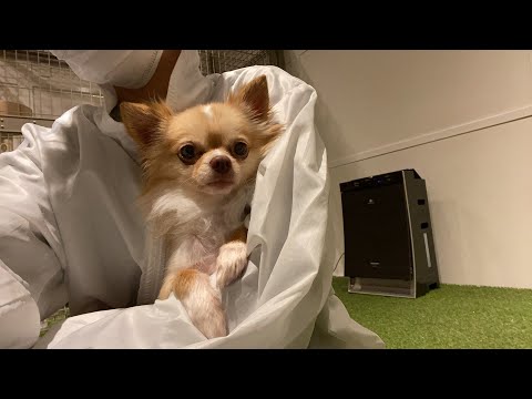 犬 里親 サイト Rd6v48t Freeddns Com