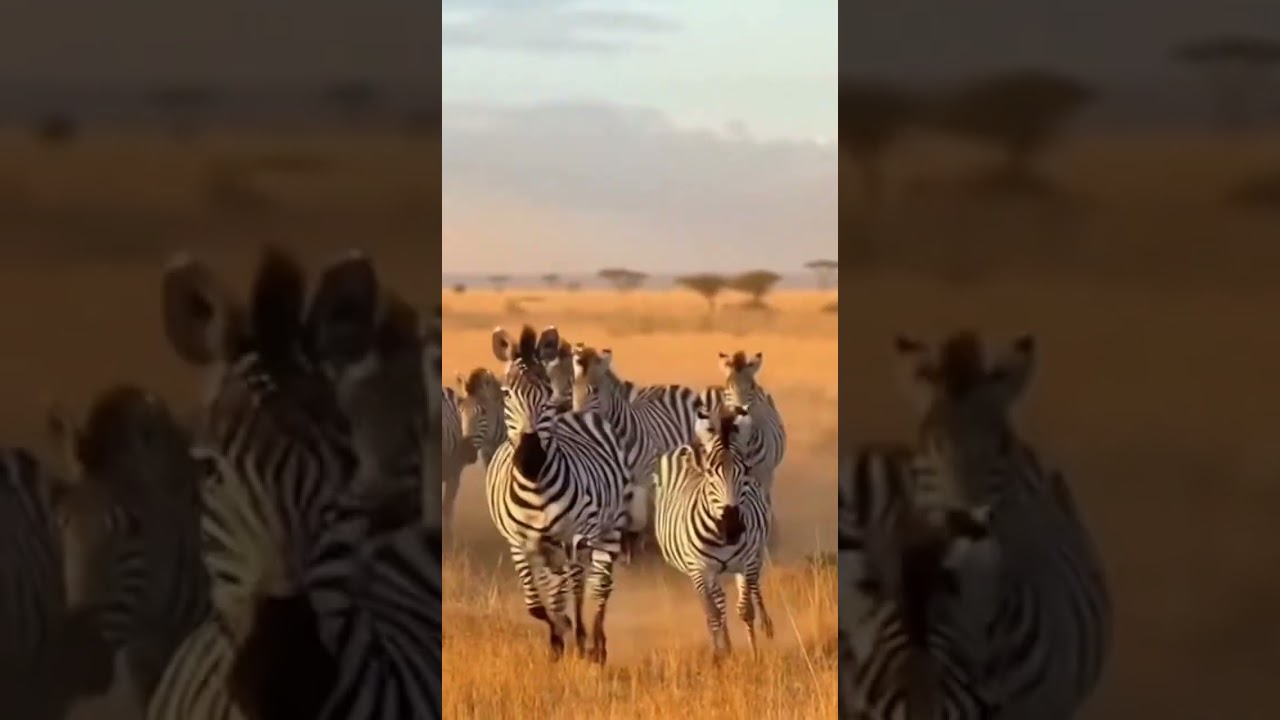 Zebra Escapes Lion's Gaze in Striped Camouflage 