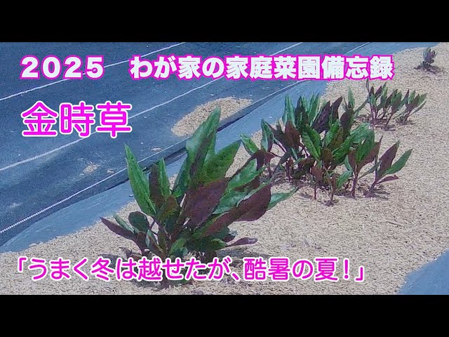 金時草「うまく冬は越せたが、酷暑の夏！」2025わが家の家庭菜園備忘録
