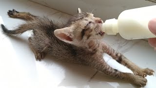 Rescue Orphan Kitten Loves Bottle Feeding He Is Always Starving And Always Crying For Milk
