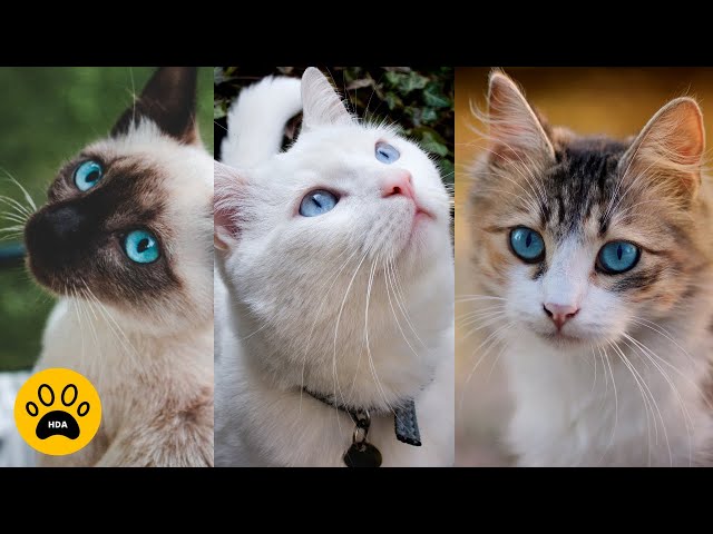 Le Top 10 des chats les plus beaux du monde