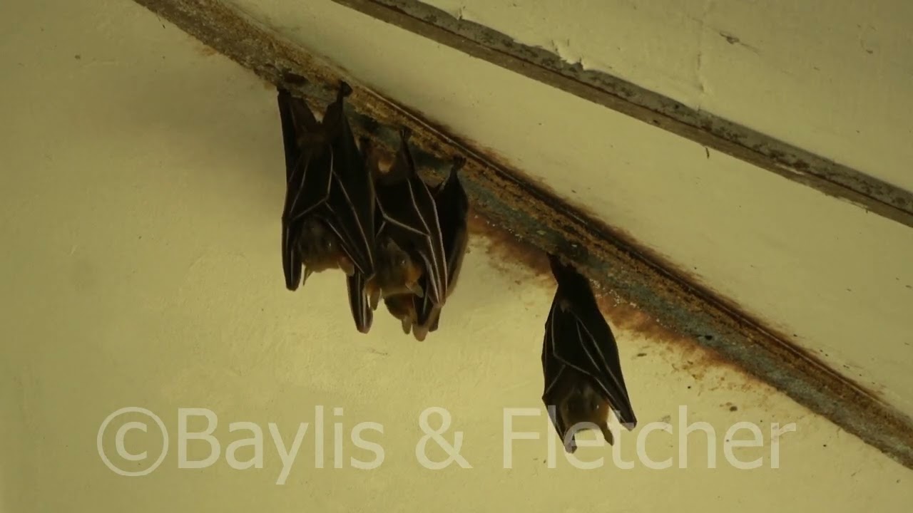 Lesser Dog-faced Fruit Bats roosting, Malaysia. 20220218_121410.uhd