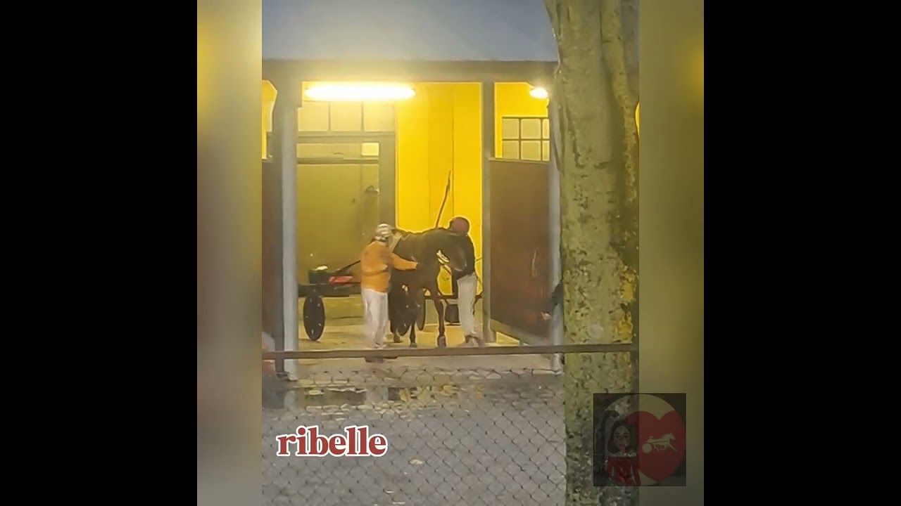 Vernissage Grif torna in pista al GP della Vittoria 2024