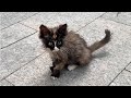 A lovely stray kitten appeared in the garden brought him home and cared for him meticulously