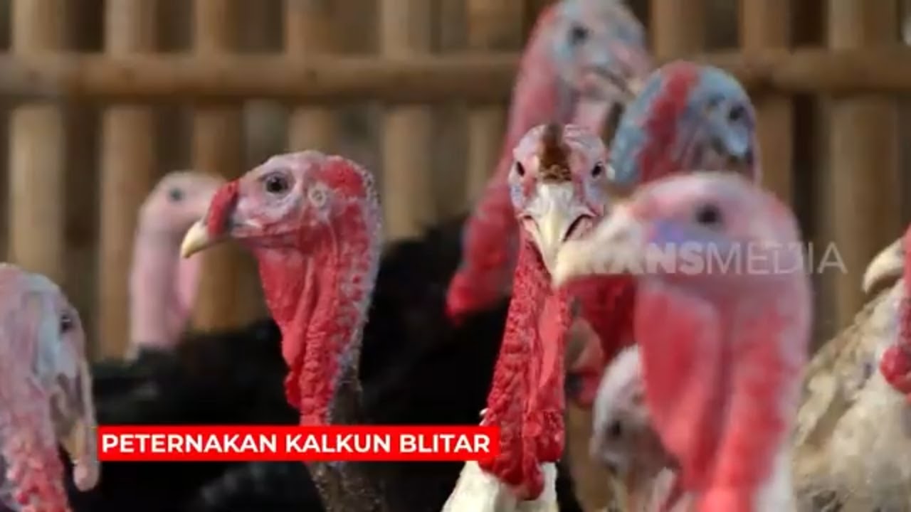 Peternakan Kalkun Blitar  RAGAM INDONESIA 271222