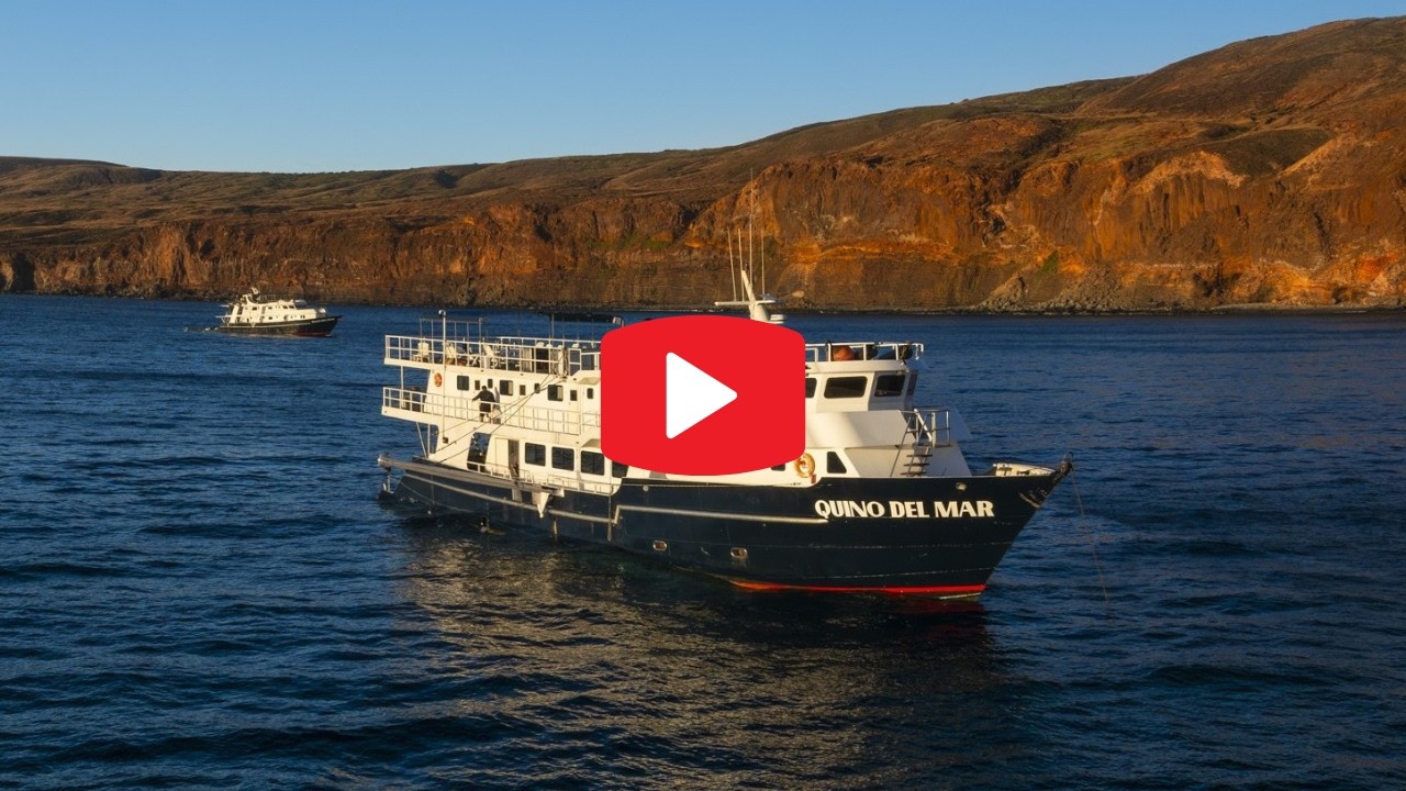 ⁣Experience Diving Revillagigedo aboard Quino del Mar