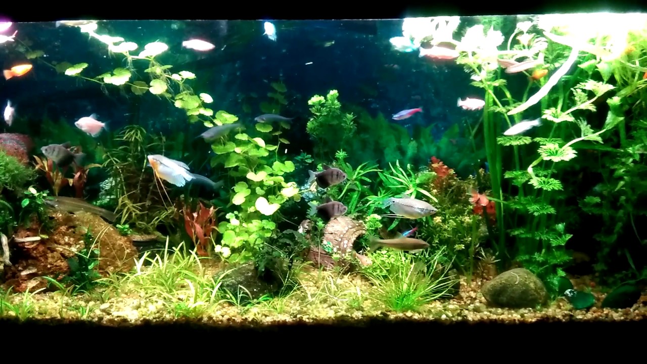 Natural Aquarium Kerala the kidilan latest look....😍😍😍😍😘 YouTube