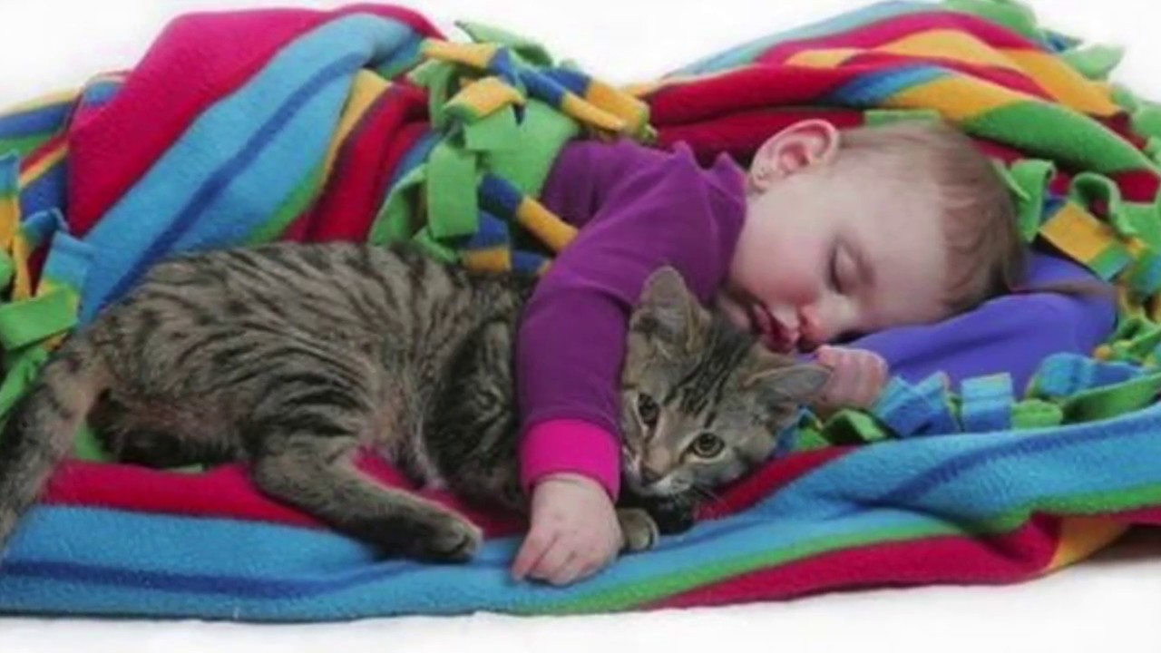 Komik Kediler Ve Bebekler Kediler Ve Bebeklerin Sevimli Dostlugu Youtube Baby Animals Pet 5 Animals Friends