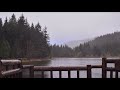 Rain in The Old Forest | Beautiful Chill Mix