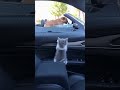 "Hey! You! Come here!! 🐯" → "...Just kidding. 🙇" #funny #animals #cat #dog #pets #funnyshorts