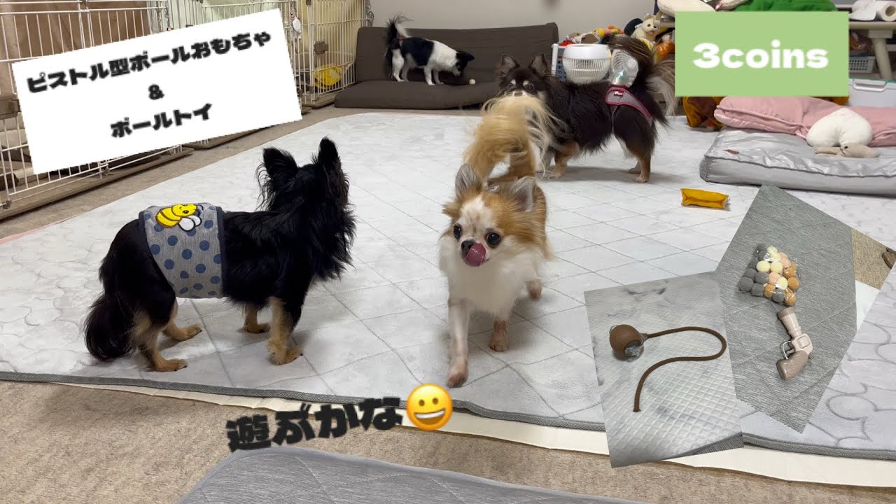 3coinsのわんこのおもちゃ🐶〜ピストル型ボールおもちゃとボールトイ