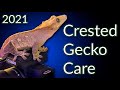 Crested Gecko Care Guide 2021 | EVERYTHING You Need To Know