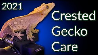 Crested Gecko Care Guide 2021 | EVERYTHING You Need To Know