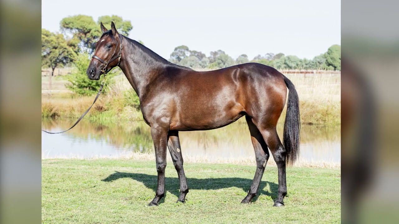 Lot 347 Always B Miki - Thunder Cookie Filly