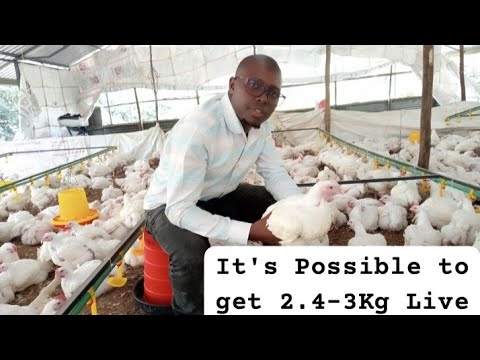 The Secret Starter Pack to Fast Growing Healthy and Heavier Broilers Explained.