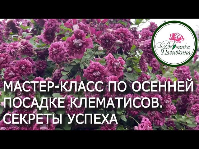 ПОДРОБНАЯ ИНСТРУКЦИЯ ПО ОСЕННЕЙ ПОСАДКИ КЛЕМАТИСА