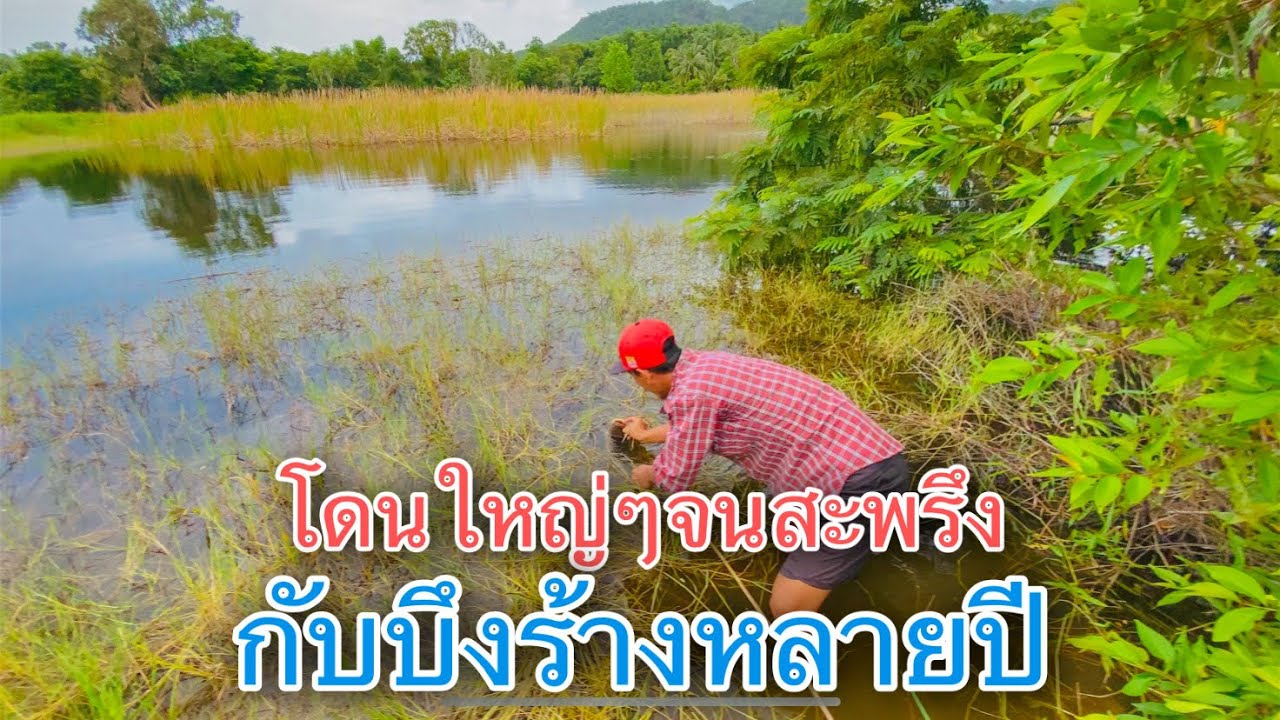 บึงร้างนี้มีของใหญ่..หมายใหม่โคตรหมาน | วิถีพื้นบ้าน เดลิเวอรี่