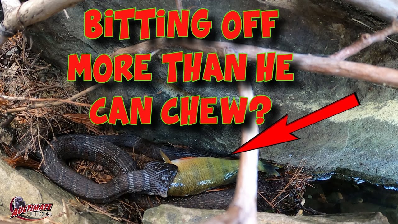 SNAKE EATS FISH (NORTHERN WATER SNAKE) MORE THAN A MOUTH FULL! YouTube