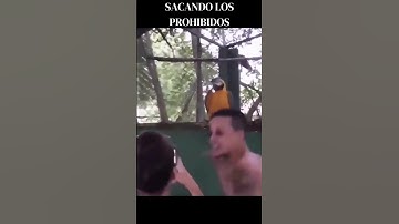 Rave Parrot Dancing 🎧🎧🎧 #music #shorts