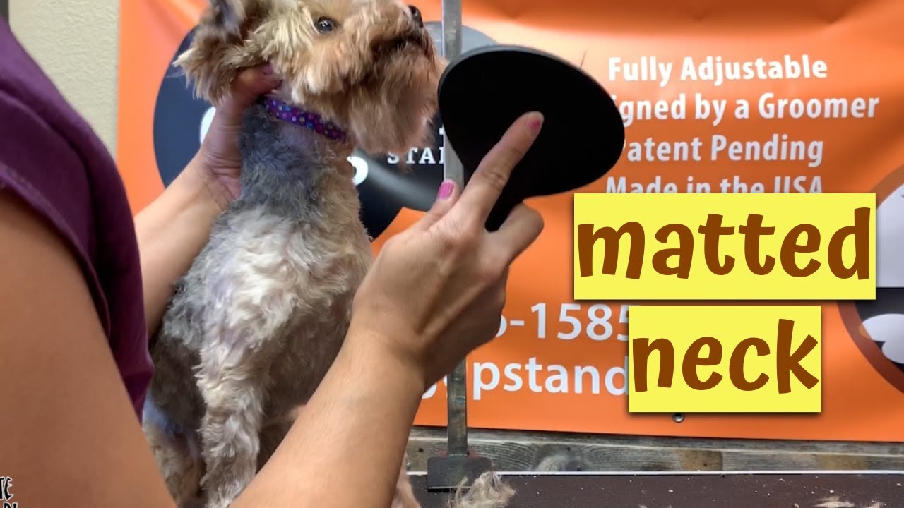 Grooming a Dogs matted neck makes her mean with My Favorite Groomer in