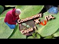 Соняшнику ж па. Серія 1.