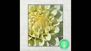The Beauty of Dahlias in Macro | 16 Favourite Flower Portraits