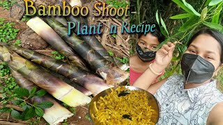Bamboo Shoot plant n Recipe || Authentic Tribal Food || @nishamadhulika