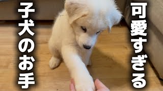 生後二か月の大型犬がはじめてお手に成功した様子があまりにも可愛すぎ