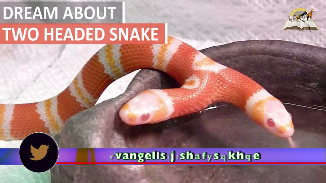 Dream About TWO HEADED SNAKE Biblical Meaning And Interpretation 