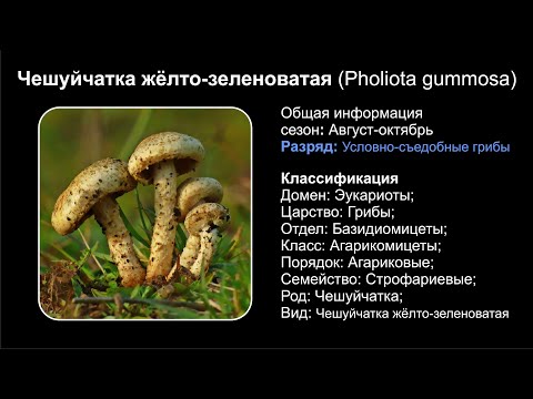 Чешуйчатка жёлто-зеленоватая (Pholiota gummosa)