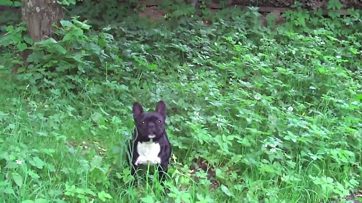Šuo, kuris loja, bet nekanda.
